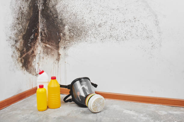 Best Fast Mold Removal  in Quitman, GA