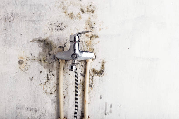 Best Best Mold Removal Companies  in Quitman, GA