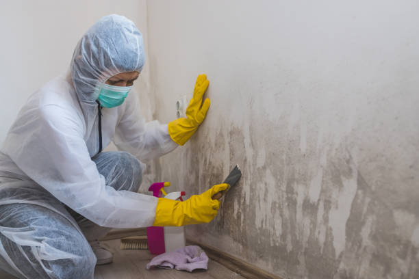 Home Mold Removal in Quitman, GA