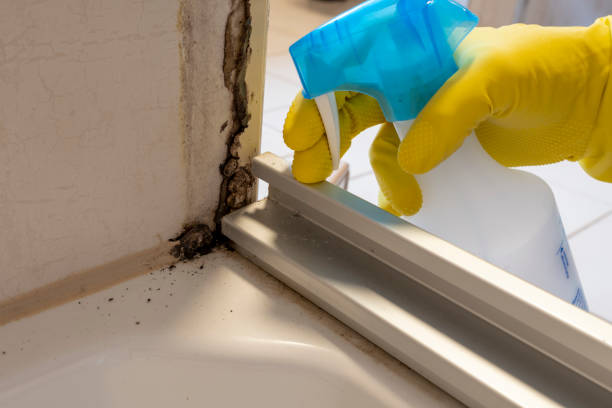 Best Home Mold Removal  in Quitman, GA