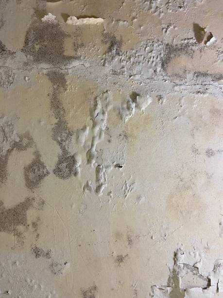 Best Commercial Mold Removal  in Quitman, GA