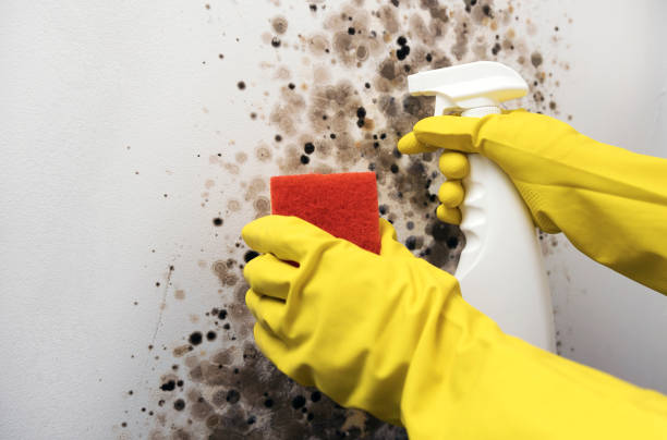 Best Black Mold Removal  in Quitman, GA