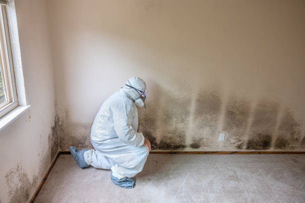 Best Mold Testing  in Quitman, GA