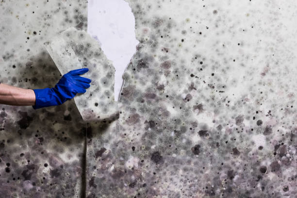 Best Mold Damage Repair  in Quitman, GA