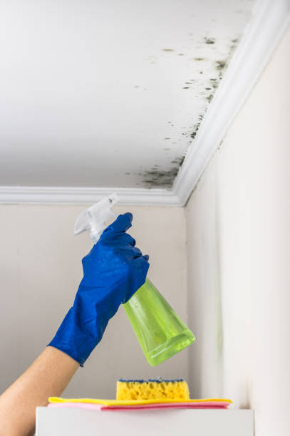 Best Mold Removal Company Near Me  in Quitman, GA